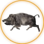 kabanch1k
