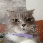 НеUсBеCTHo